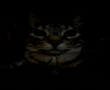 a cat is looking at the camera in the dark