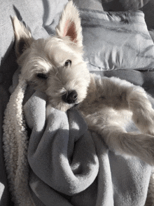 a small white dog is laying on a blanket