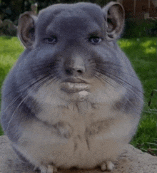 a close up of a chinchilla with a human face on it