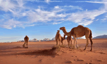 a herd of camels are standing in the desert