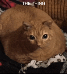 a cat laying on a blanket with the words the thing written above it