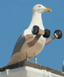 a seagull is holding a pair of dumbbells with its arms