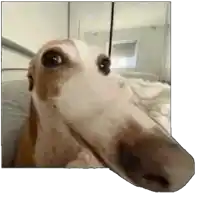 a dog with a long nose is laying on a bed and looking at the camera .