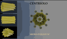 a computer generated image of a centriolo micro-tubula