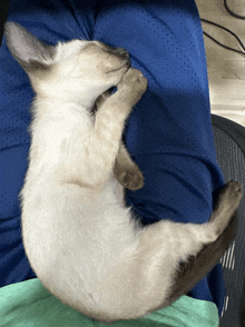 a white cat laying on a person 's lap