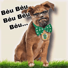 a brown dog wearing glasses and a green bow tie with a medal that says scp on it