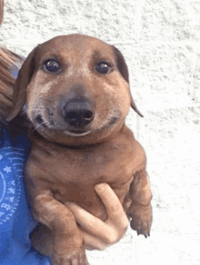 a person is holding a dachshund with a beehive on its nose .