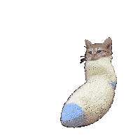 a cat is wrapped in a white sock with a blue stripe