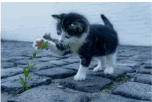 a black and white kitten playing with a plant on a cobblestone street