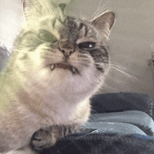 a close up of a cat 's face with its mouth open