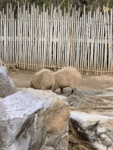 a couple of bears standing next to a wooden fence