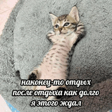 a kitten laying on a gray blanket with a caption in a foreign language