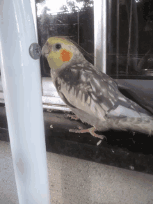 a small bird with a yellow head and orange beak