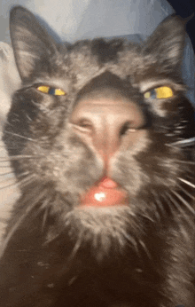 a close up of a cat 's face with a red mouth