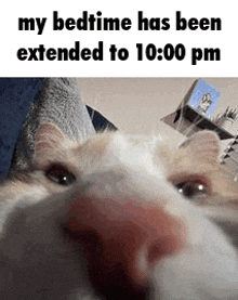 a close up of a cat 's nose with the words `` my bedtime has been extended to 10:00 pm '' .