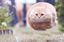 a cat is flying through the air on a lush green field .