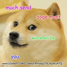 a picture of a doge with the words much send doge must win shall be you on it