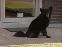 a black dog is sitting in front of a door with a sticker on it that says ' emergency '