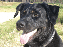 a close up of a black dog 's face with its tongue hanging out