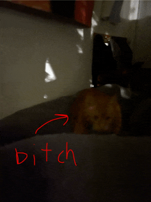 a picture of a cat with the word bitch written on it