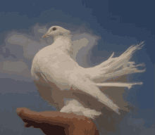 a person is holding a white dove with its wings outstretched