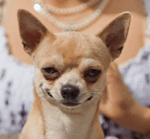 a close up of a chihuahua 's face with a woman in the background