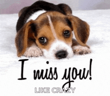 a beagle puppy is laying on a bed with the words `` i miss you '' written next to it .