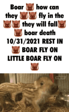 Boar Boars Meme