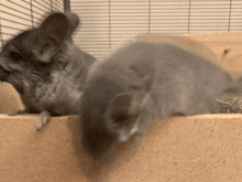 a couple of chinchillas are laying on a wooden surface