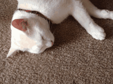 a white cat with a red and blue collar is laying on a carpet