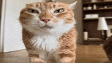 a close up of an orange and white cat standing on a wooden floor