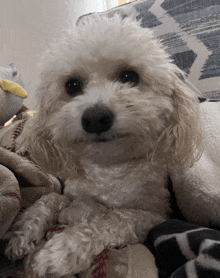 a small white dog is laying on a blanket on a bed