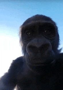 a close up of a gorilla 's face with a blue sky behind it