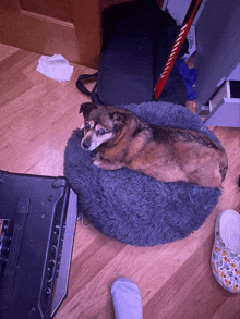 a small brown dog laying on a gray dog bed next to a hockey stick