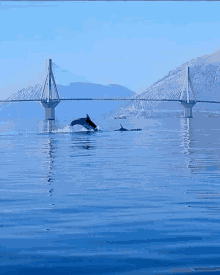 a group of dolphins are jumping out of the water in front of a bridge .