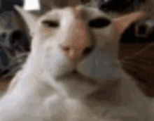 a close up of a white cat 's face with a blurred background