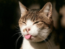 a cat sticking its tongue out and making a face