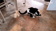 a black and white cat is playing with two ducklings on a tiled floor with petcollective written on the bottom