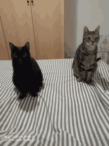 two cats are sitting on a bed with a box behind them