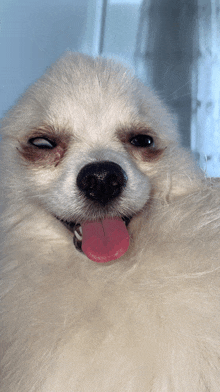 a close up of a dog with its tongue out