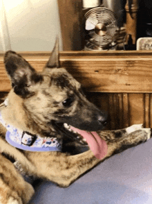 a dog with a hello kitty collar laying on a bed