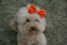 a poodle with a red bow on its head