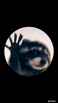 a raccoon is looking through a glass door and waving its hand .