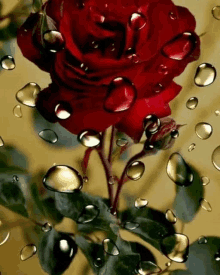 a red rose is surrounded by water drops on a glass .