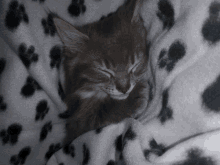 a kitten sleeping on a dalmatian blanket