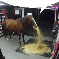 a horse standing in front of a store with a sign that says walmart