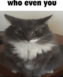 a gray and white cat is sitting on a table with the caption who even you