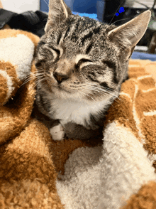 a cat with its eyes closed is laying on a blanket