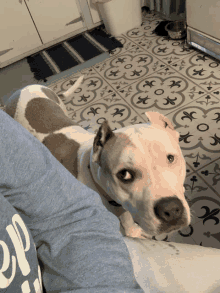 a dog laying on a person 's lap with a blue shirt that says ' sleep ' on it