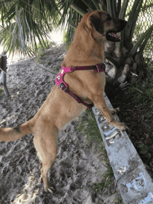 a brown dog wearing a red harness with the letter a on it